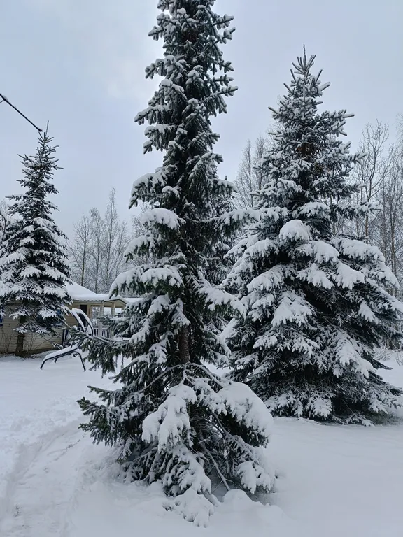 Коттедж Уютный загородный домик среди елок рядом с городом — Янино-1