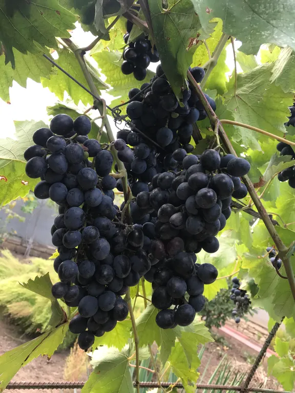 Дачный домик на берегу моря