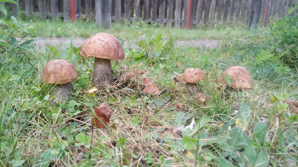 Домик с русской печкой и со всеми удобствами