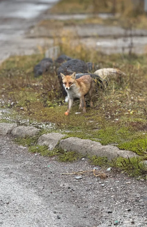 Уютная квартира в горах Эльбруса  в п. Терскол