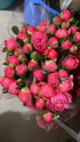 Камила