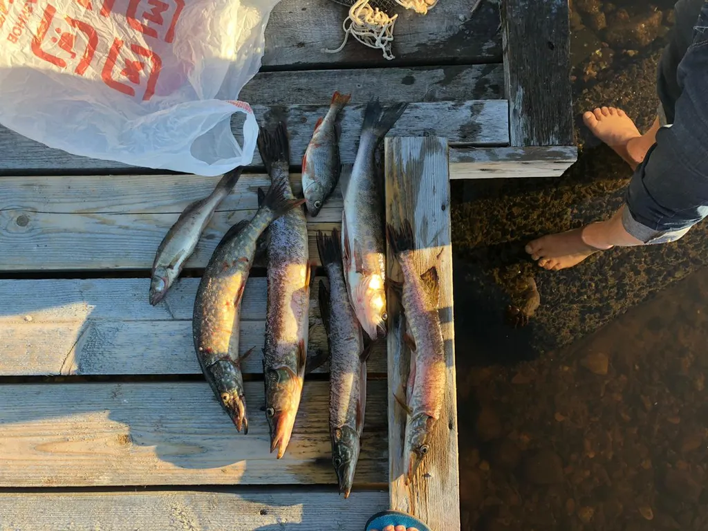 Карельская Дача Уютное шале с камином в сосновом бору, берег Сямозера