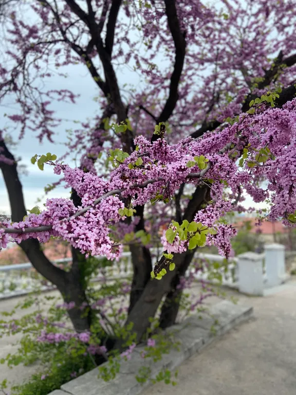 Уютные апартаменты со вторым этажом в бухте Омега