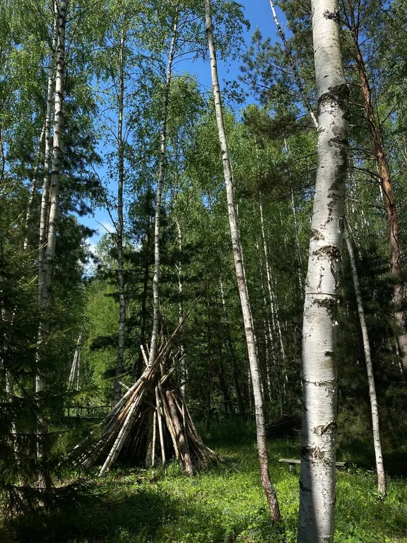 Уютный дом в лесу