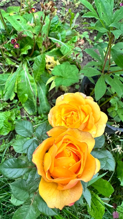 Коттедж Коттедж Курортное шале в писательском Переделкино — Москва