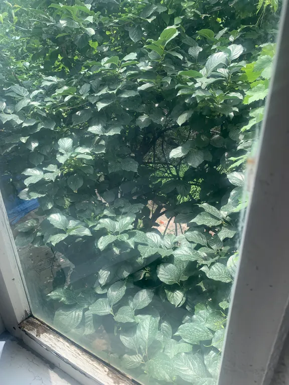 Деревенский дом, в восьми километрах от Каспийского моря