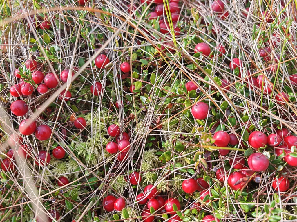 Коттедж Дом с тремя спальнями в турбазе чайка (селигер) — Турбаза Чайка