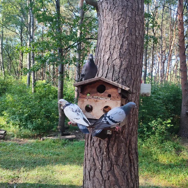 Евродвушка как трёшка