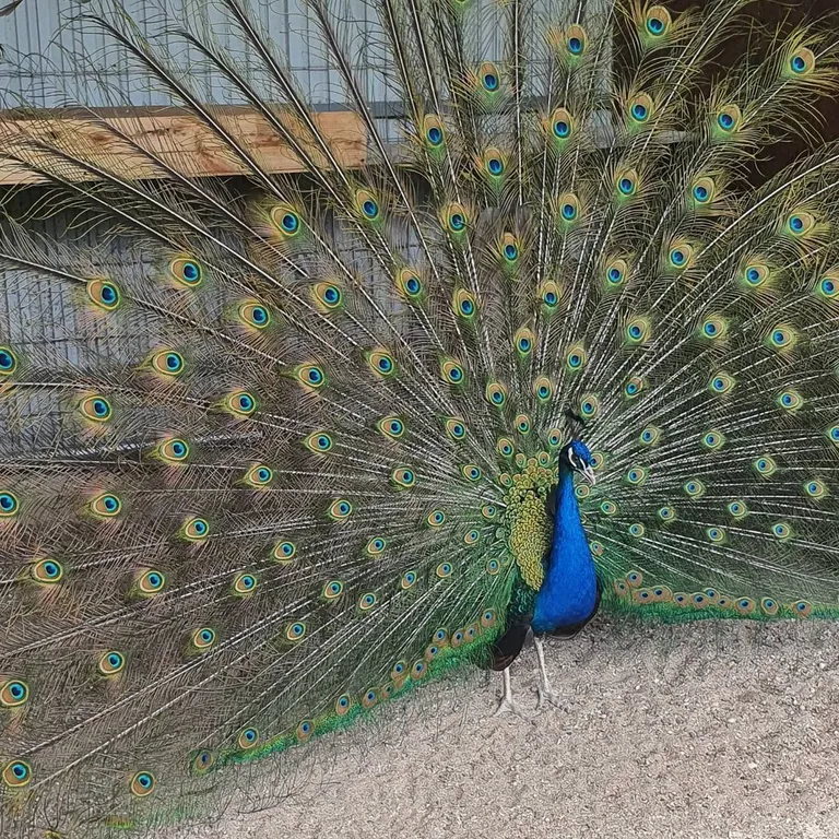 Дача отдыха Сосновая Роща