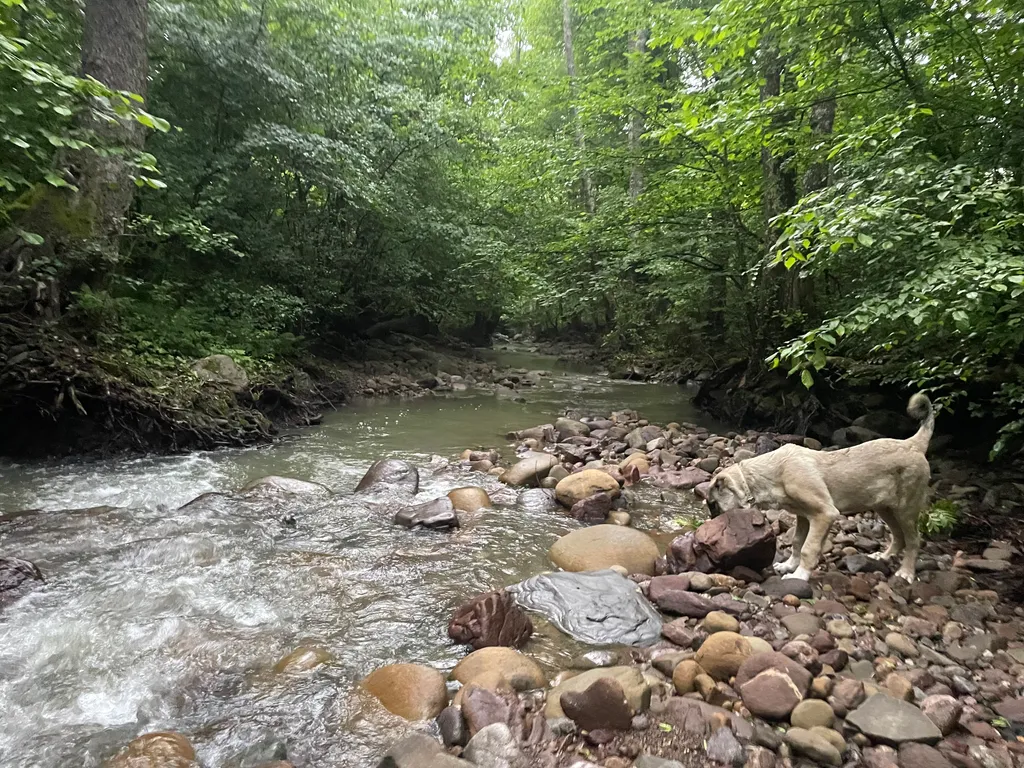 Уютный домик в сердце леса