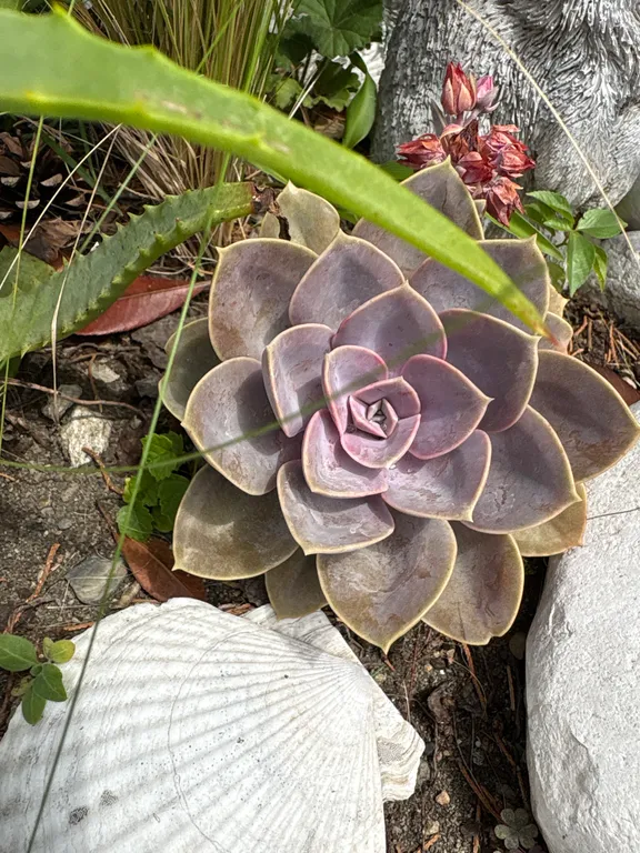 Квартира Делюкс комната с удобствами в лучшем районе Сириуса — Сириус