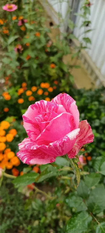 Двухкомнатные апартаменты на берегу моря