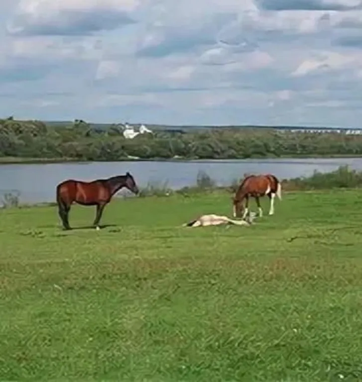 Коттедж Уютный дом ждет вас — Кашира