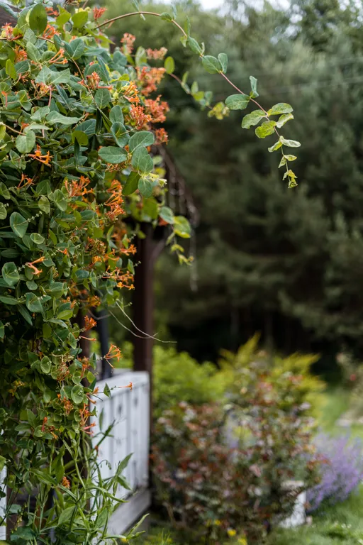 Хутор в лесу Розовый шмель