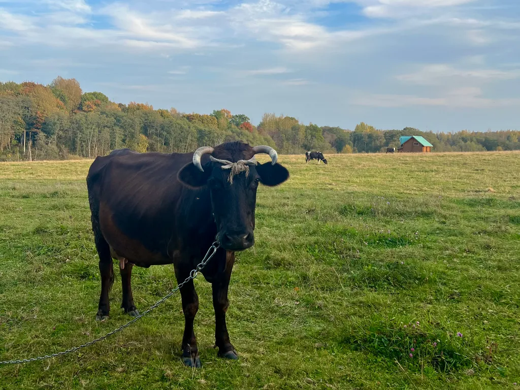 Коттедж Дом у леса Ольха хаус — Новоселье