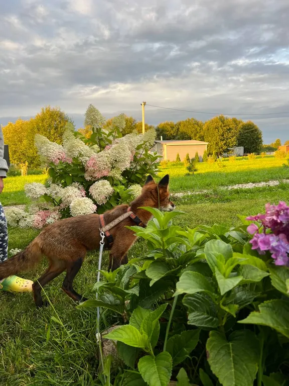 Дом на Волхове