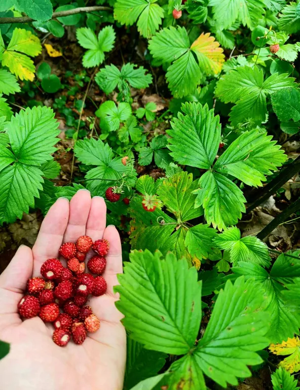 Хутор Избушка на опушке леса, возле реки