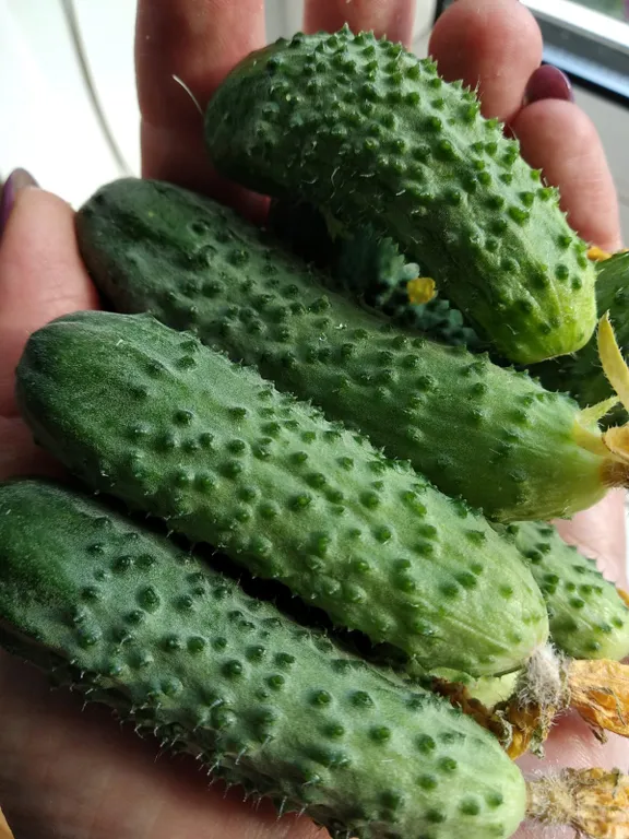 Дом под солнцем