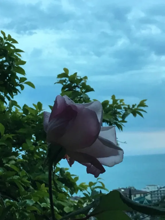 Квартира Комната с прямым видом на море — Гагра