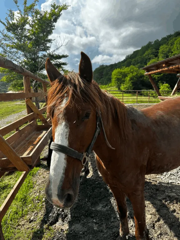 Большой домик в глэмпинге эко-ферма Гуляй поле
