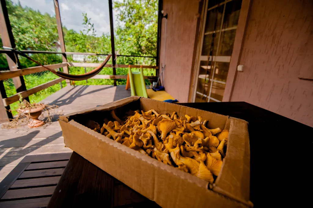 Гостевой дом Сосны в Смоленском Поозерье