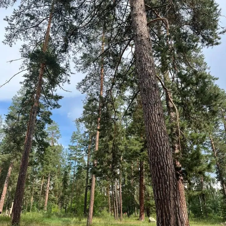 Отдых в Бузулукском бору круглый год с выходом в лес.