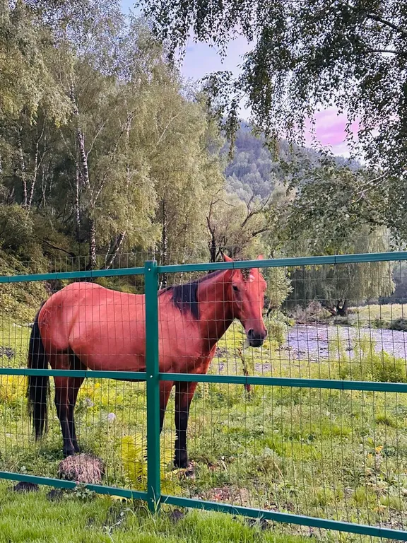 Усадьба Сова на берегу реки в горах Алтая