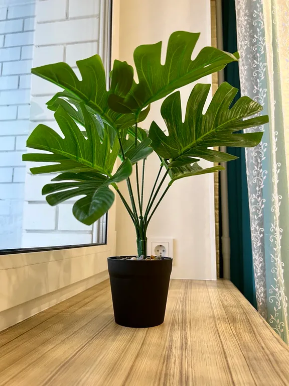 Студия Солнечная