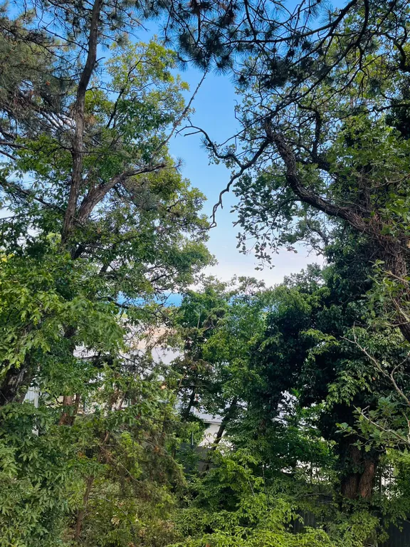 Лесная Лагуна