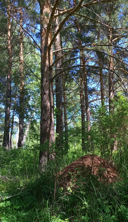 Уютный домик с огромным участком на природе у озера