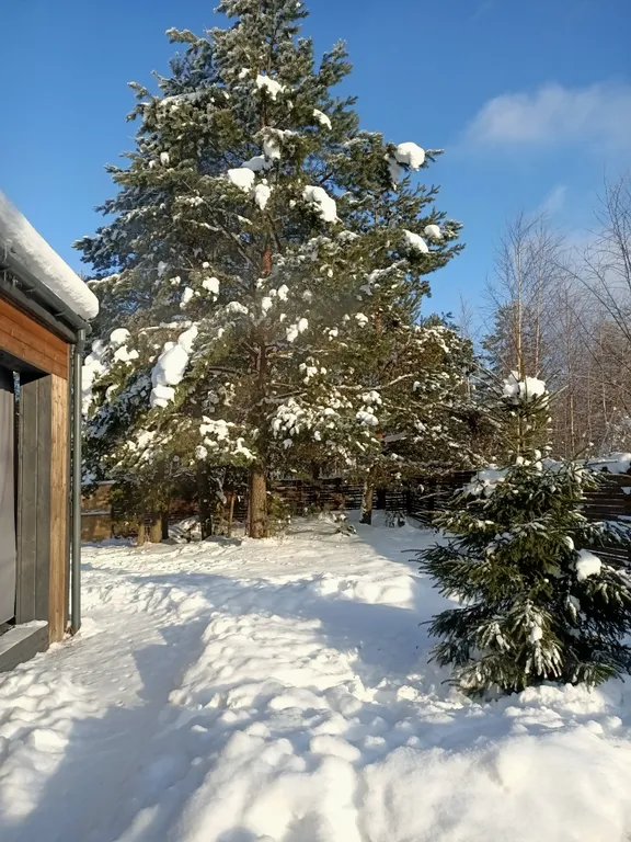 Уютный барнхаус с видом на лес