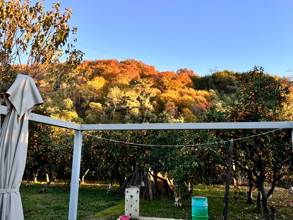 Апартамент в мандариновом саду