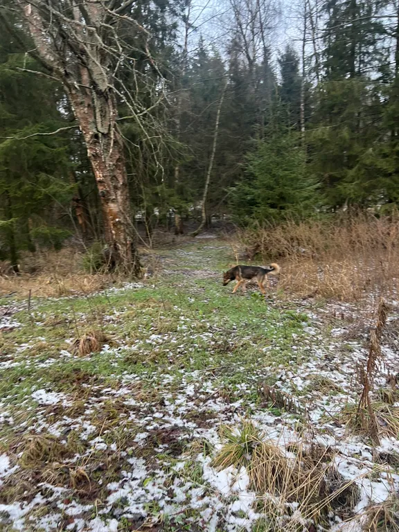 Уютный дом у леса