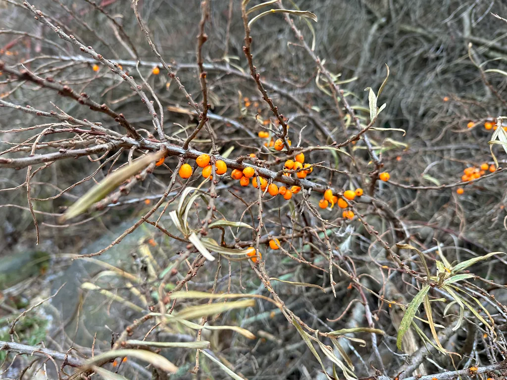 Апартаменты с купелью