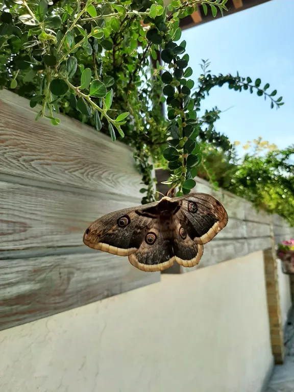 Квартира Квартира 1-ая студия 15кв.м — Адлер