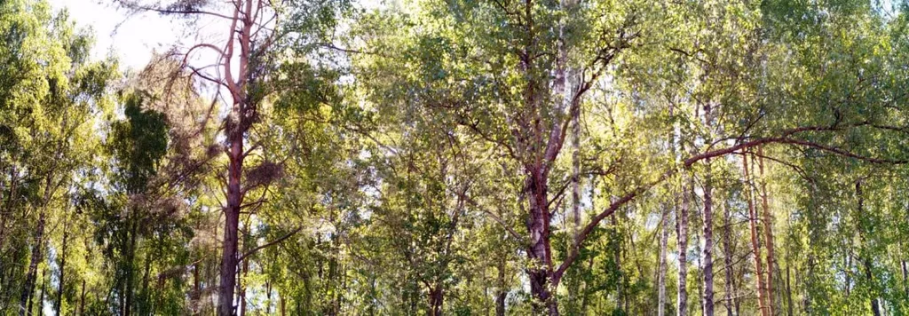 Загородный дом