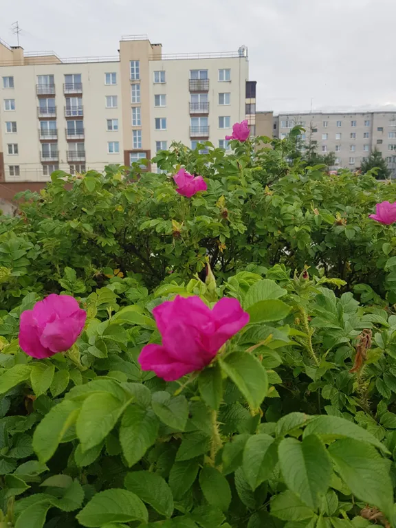 Просторная квартира с террасой