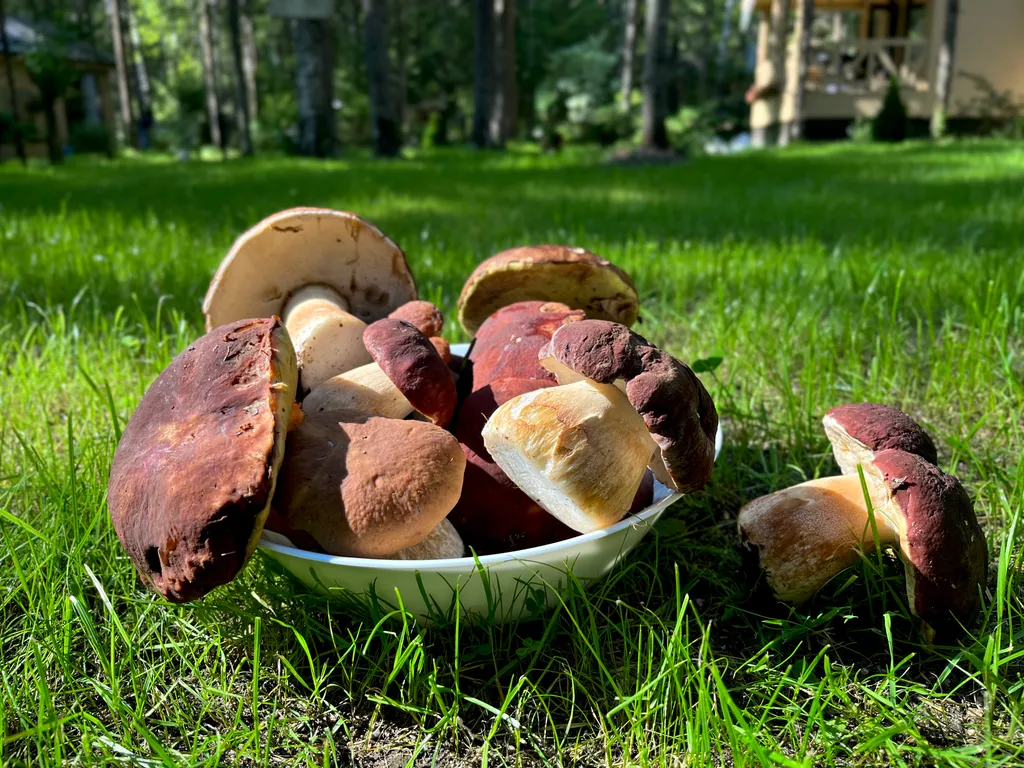 Коттедж Коттедж на озере Волго на Селигере в сосновом бору — Турбаза Чайка