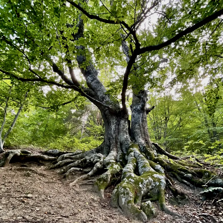 Коттедж Домик в горах Cherrychillvillage — Лучистое