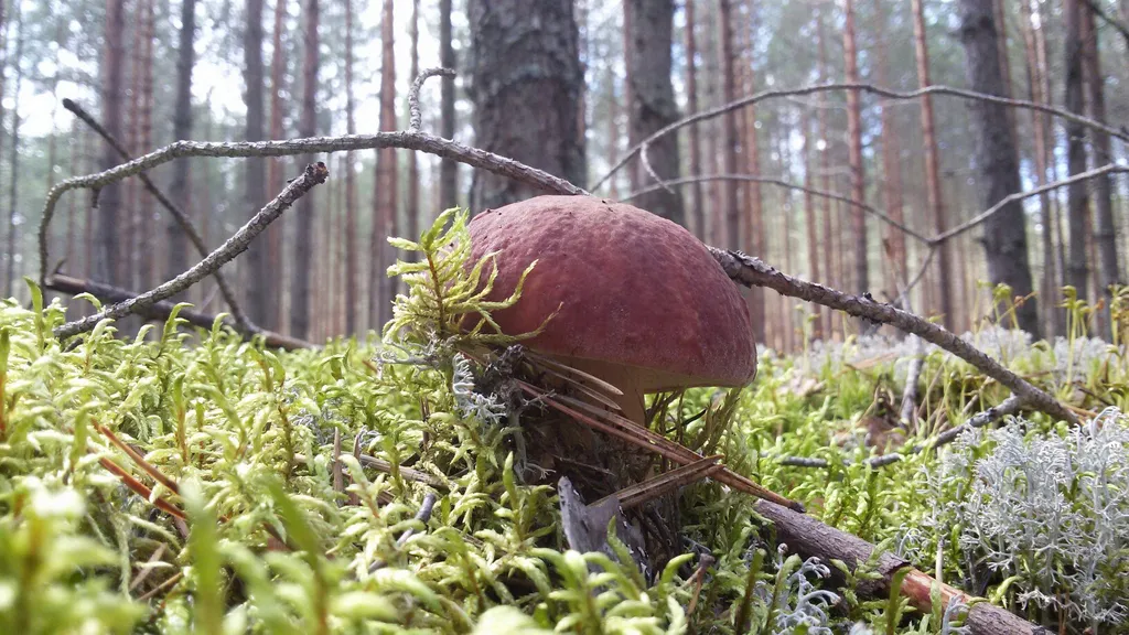 Дом на реке Молога