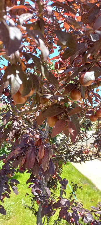 Апартаменты в 150 метрах от моря и 200 метрах от лианового леса