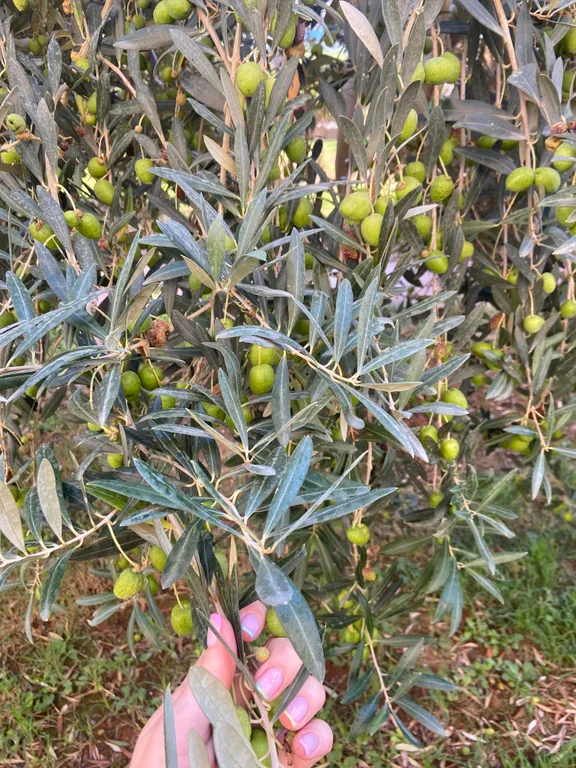 6-комнатный Дом