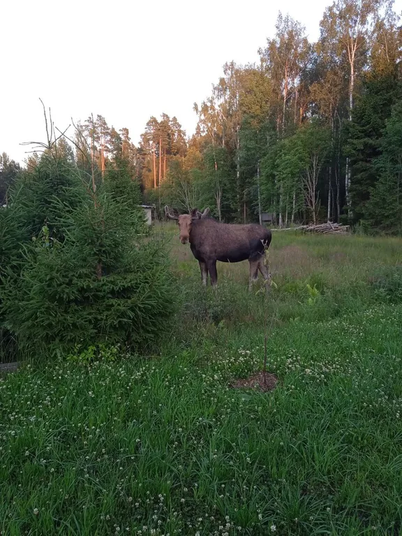 Вилла с гриль-верандой, сауной, купелью и джакузи