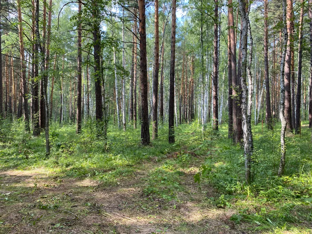 Уютный дом в лесу