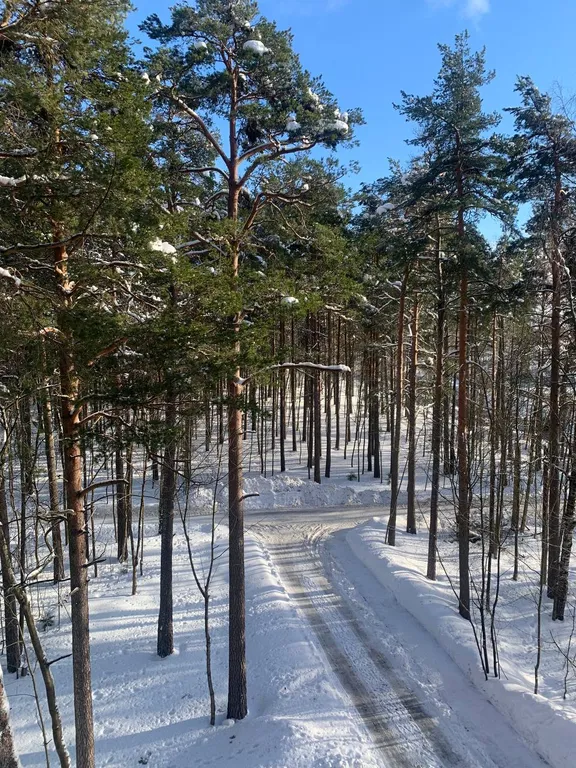 Дизайнерская студия с видом на сосны с закрытым двором