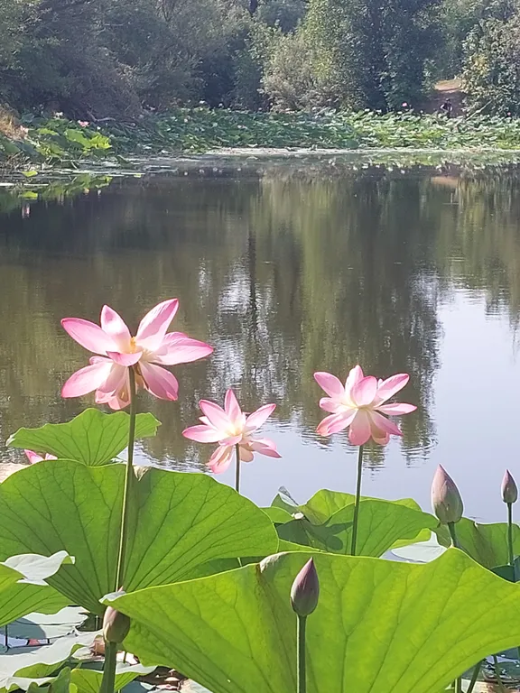 Гостевой дом на берегу ахтубы