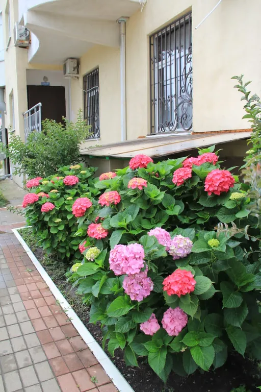 Квартира Уютная квартира в центре — Лазаревское