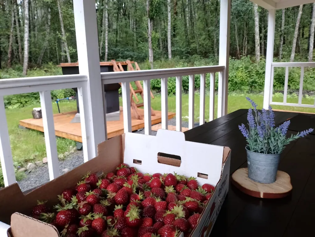 Мелодия леса