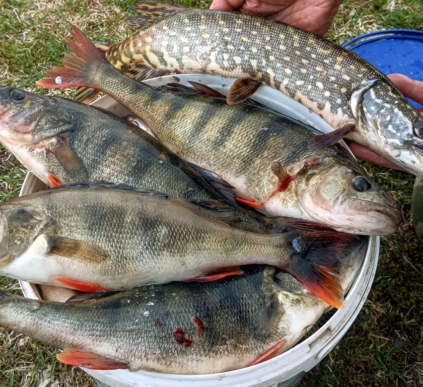 Гостевой дом Лось