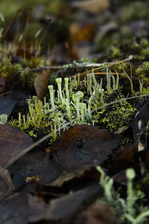 Коттедж Вилла Kolme с видом на лес и зоной барбекю — Приозерск
